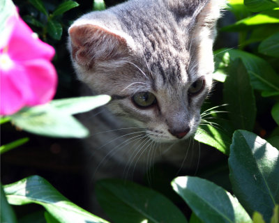 Kitten in Flowers