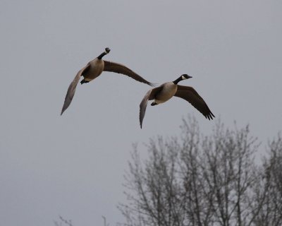 Canada Geese2