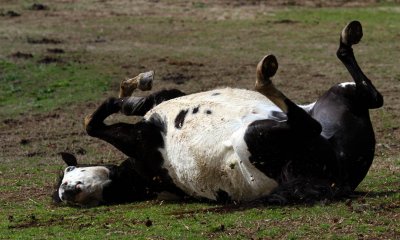 Someone Needs a Belly Rub.