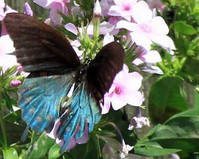 Pipevine Butterfly