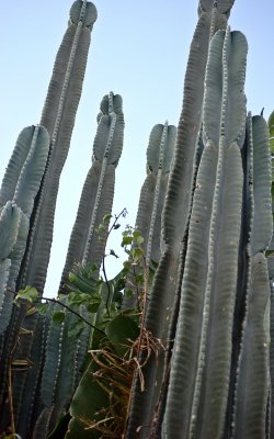 Cacti