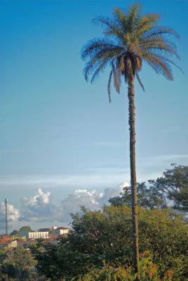 Franca Coconut