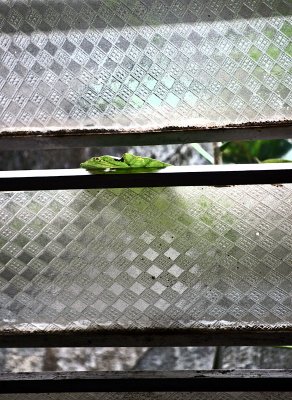 Peeking Leaf