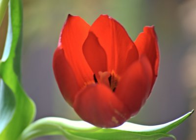tulip-Portrait A