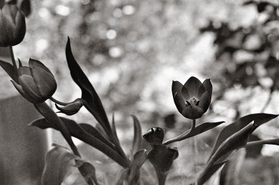 Tulips bw III