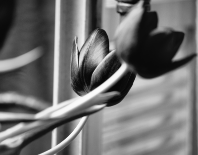 Tulips_bw 