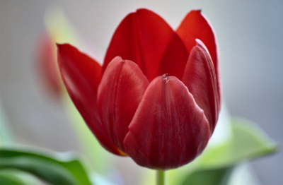 tulip I