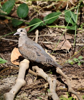 Eared Dove IV