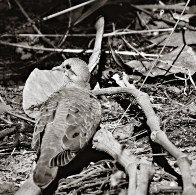 Eared Dove III