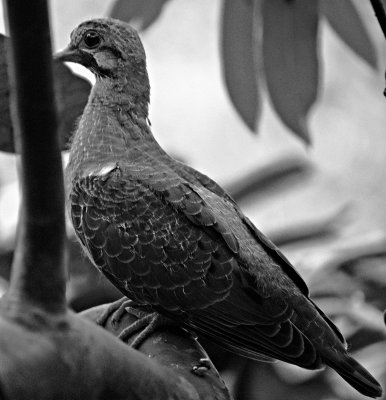Eared Dove II