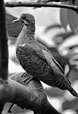 Eared Dove I