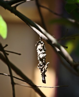 Cocoon