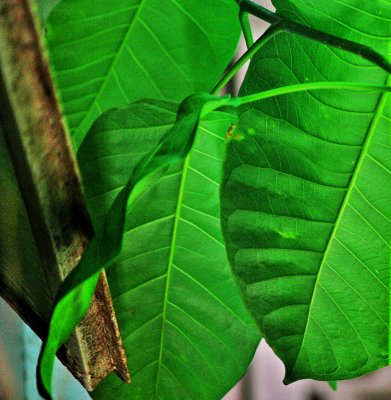 Tree in Kitchen Window