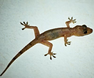 Hemidactylus maboula