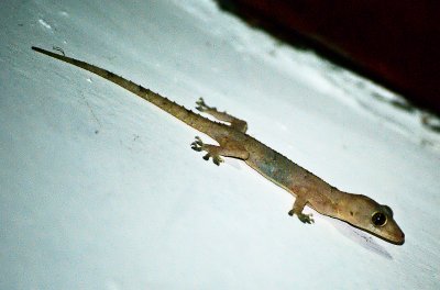 Hemidactylus maboula