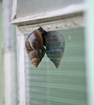 Achatina achatina
Delphinopolis, Minas Gerais
