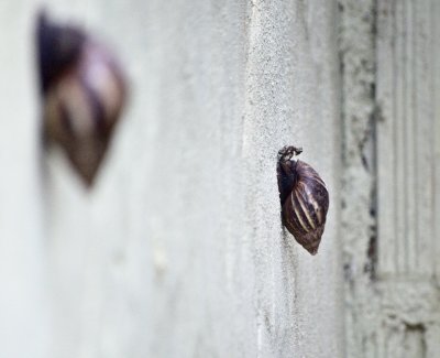 Achatina achatina
Delphinopolis, Minas Gerais