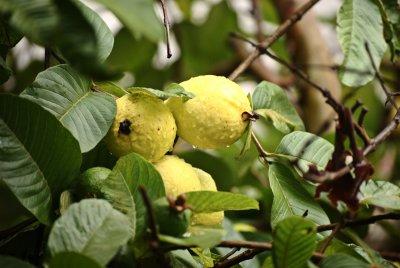 Psidium guajava