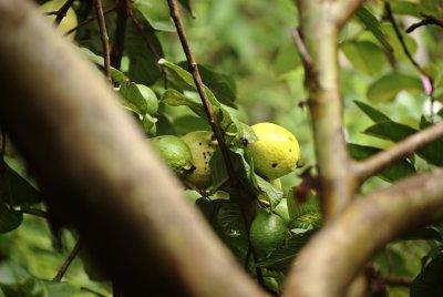 Psidium guajava
