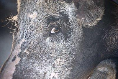Some Pig (3)