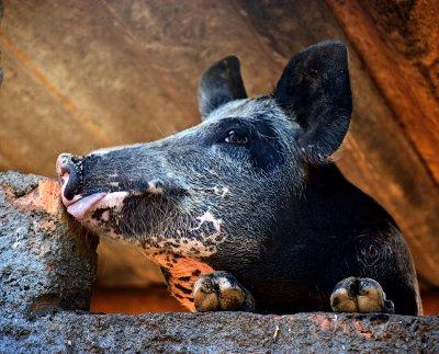 Some Pig (2)