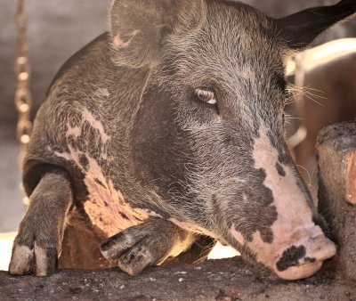 Some Pig