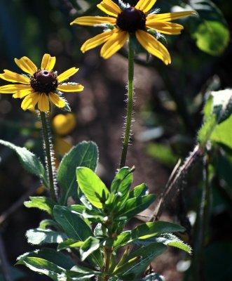 Rudbeckia hirta