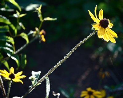 Rudbeckia hirta