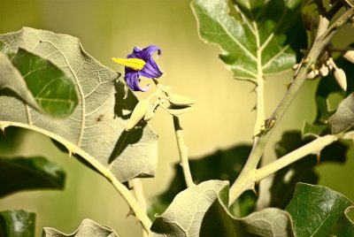 Unidentified