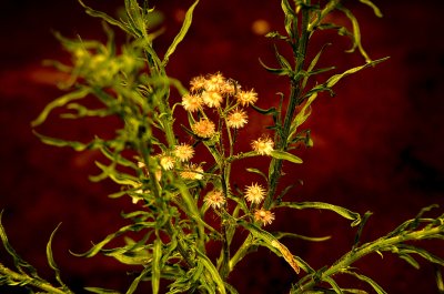 Erigeron