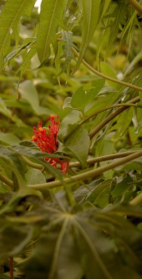 Flower Parts