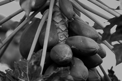 Fruits