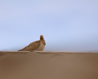 Zenaida auriculata