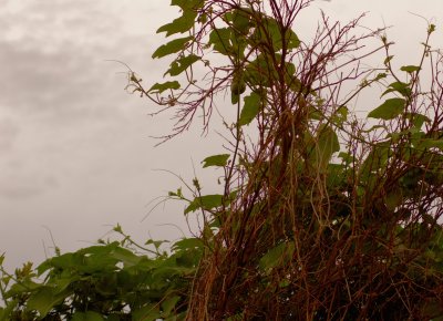 Vines