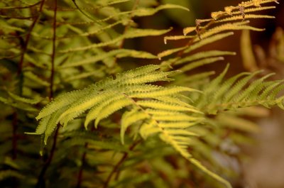 Sunday Morning Fern