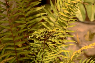 Sunday Morning Fern II
