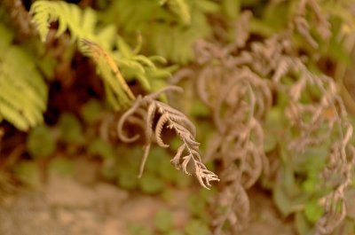 Sunday Morning Fern III