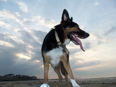 Giant dog on the beach.