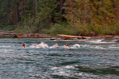 Swimming the Chute River Rapids