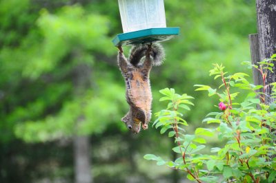 Squirrel Cleans out Feeder
