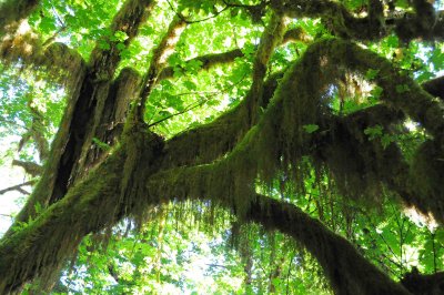 The Hoh Rainforest,  Olympic National Park