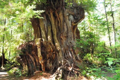 Big Tree, Olympic National Park