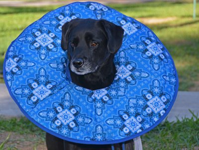 Fred's Cone of Shame after ACL surgery