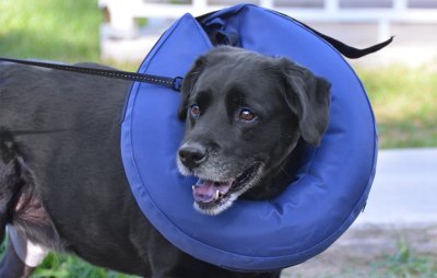 Fred's anti-lick collar after ACL surgery