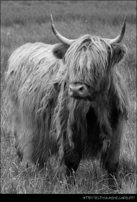 Scottish Cow