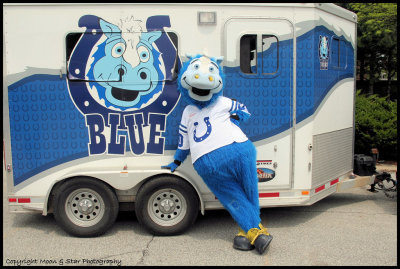 Colt's Mascot Blue