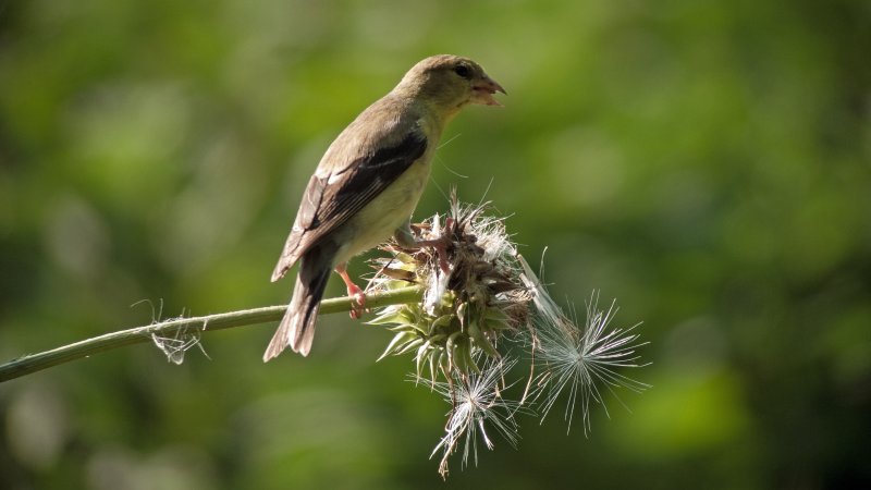 Goldfinch (Female)