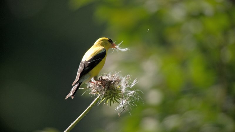 Goldfinch (Male)