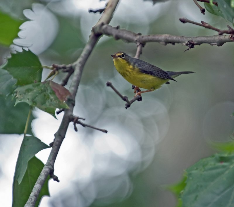 Canada Warbler (Female)