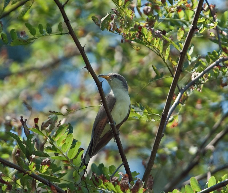 Yellow-billed Cuckoo